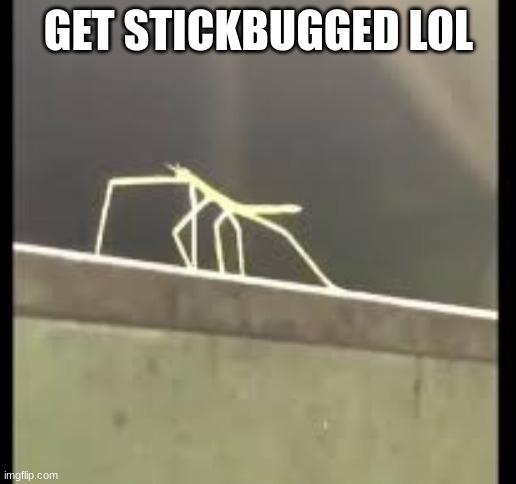 Stickbug | GET STICKBUGGED LOL | image tagged in stickbug | made w/ Imgflip meme maker