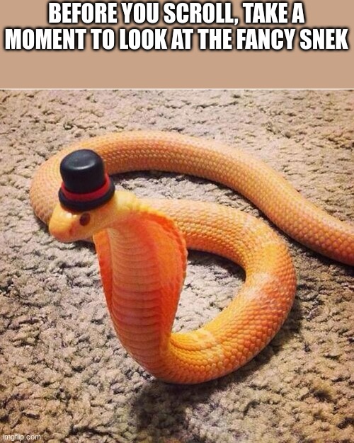 ok, now you can keep scrolling |  BEFORE YOU SCROLL, TAKE A MOMENT TO LOOK AT THE FANCY SNEK | image tagged in dapper snek | made w/ Imgflip meme maker