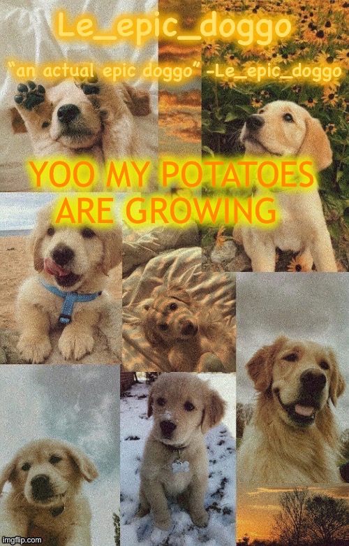 Doggo temp by doggo. Wait what that’s confusing | YOO MY POTATOES ARE GROWING | image tagged in doggo temp by doggo wait what that s confusing | made w/ Imgflip meme maker