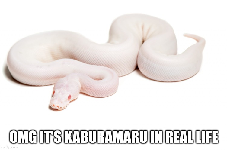 cause Kaburamaru is a white snake with red eyes- | OMG IT'S KABURAMARU IN REAL LIFE | made w/ Imgflip meme maker