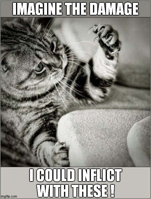 A Cats Contemplation ! | IMAGINE THE DAMAGE; I COULD INFLICT WITH THESE ! | image tagged in cats,contemplating,damage,claws | made w/ Imgflip meme maker