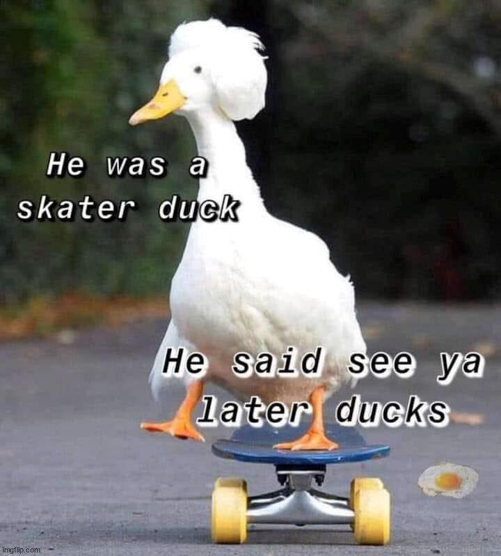 image tagged in ducks | made w/ Imgflip meme maker