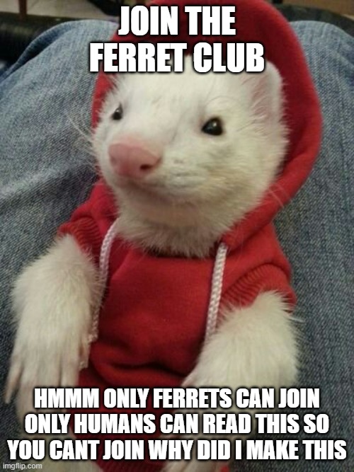 Ferret in da Club | JOIN THE FERRET CLUB; HMMM ONLY FERRETS CAN JOIN ONLY HUMANS CAN READ THIS SO YOU CANT JOIN WHY DID I MAKE THIS | image tagged in ferret in da club | made w/ Imgflip meme maker