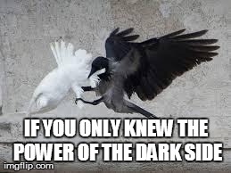 IF YOU ONLY KNEW THE POWER OF THE DARK SIDE | image tagged in funny,birds | made w/ Imgflip meme maker