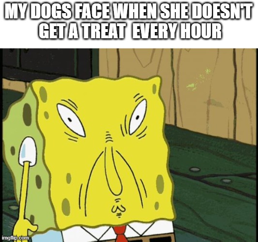 treat denial | MY DOGS FACE WHEN SHE DOESN'T
 GET A TREAT  EVERY HOUR | image tagged in spongebob funny face,dog memes | made w/ Imgflip meme maker