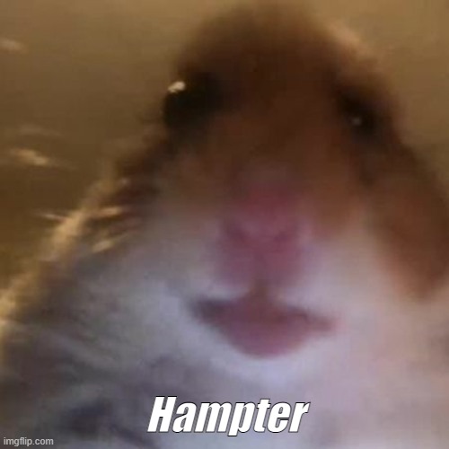 Hampter | Hampter | image tagged in hampter | made w/ Imgflip meme maker