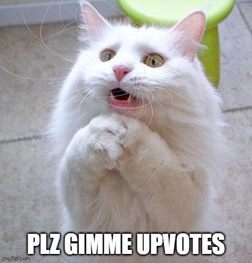 Begging Cat | PLZ GIMME UPVOTES | image tagged in begging cat | made w/ Imgflip meme maker