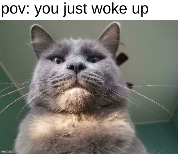 it's even scarier when you don't own a cat | pov: you just woke up | image tagged in cats | made w/ Imgflip meme maker