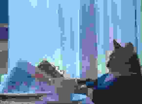 penis | image tagged in memes,i should buy a boat cat | made w/ Imgflip meme maker