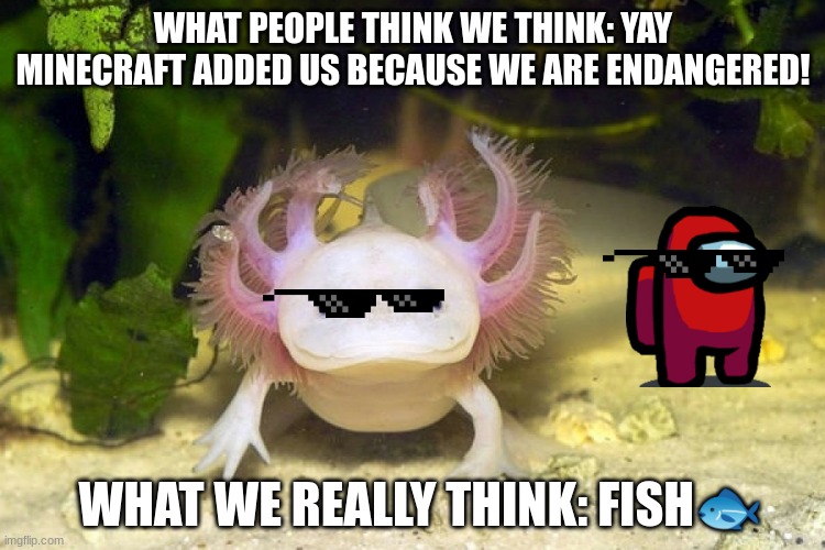 Axolotl | WHAT PEOPLE THINK WE THINK: YAY MINECRAFT ADDED US BECAUSE WE ARE ENDANGERED! WHAT WE REALLY THINK: FISH🐟 | image tagged in axolotl | made w/ Imgflip meme maker