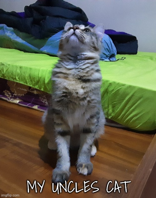 Her name is Liyath btw (means gray in Greek or something,  she was full gray when she was a baby) | MY UNCLES CAT | made w/ Imgflip meme maker