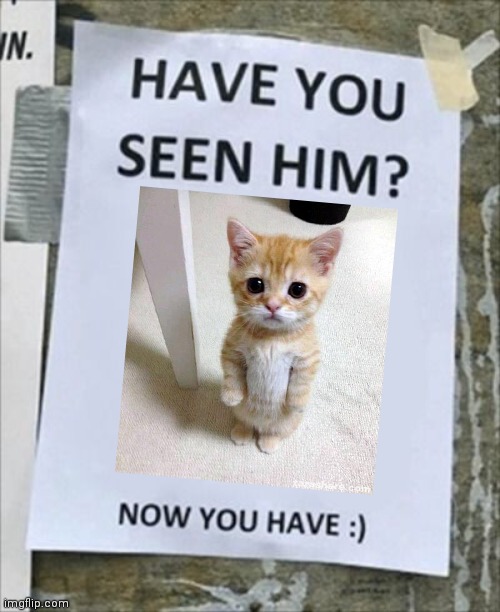 :) | image tagged in have you seen him now you have,cat,cats,cute,cute cat,cute kittens | made w/ Imgflip meme maker