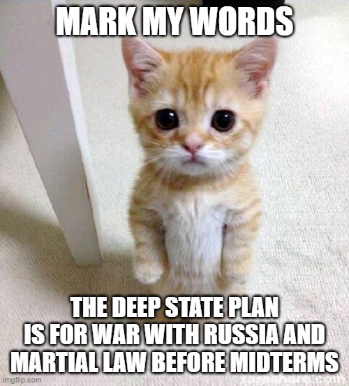 The Plan | MARK MY WORDS; THE DEEP STATE PLAN IS FOR WAR WITH RUSSIA AND MARTIAL LAW BEFORE MIDTERMS | image tagged in memes,cute cat | made w/ Imgflip meme maker
