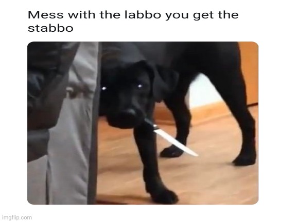 watch out | image tagged in doggo | made w/ Imgflip meme maker