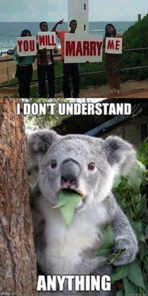 You will | image tagged in funny,meme,comedy,koala,fun,onejob | made w/ Imgflip meme maker