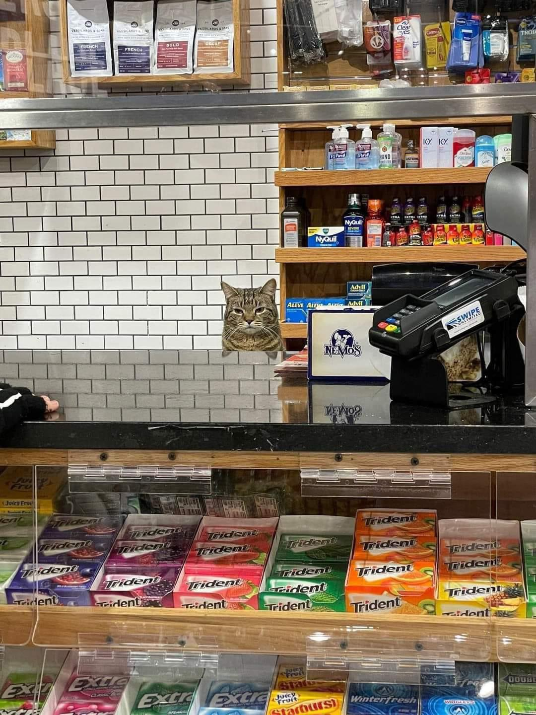 High Quality bodega cat cashier Blank Meme Template