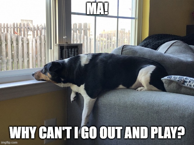 I want to play! | MA! WHY CAN'T I GO OUT AND PLAY? | image tagged in crazy frankie | made w/ Imgflip meme maker