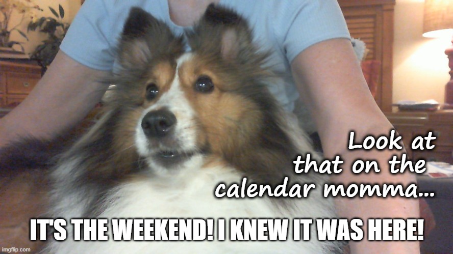 Sheltie Its the Weekend | Look at that on the 
calendar momma... IT'S THE WEEKEND! I KNEW IT WAS HERE! | image tagged in sheltie,shetland sheepdog | made w/ Imgflip meme maker