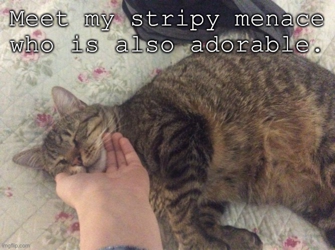 have my cat | Meet my stripy menace who is also adorable. | made w/ Imgflip meme maker