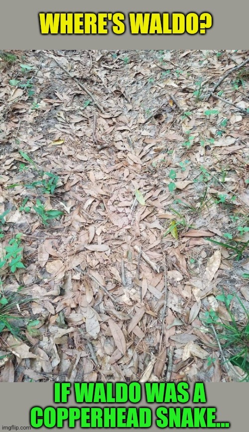 Watch your step... | image tagged in copperhead,snakes,woods,where's waldo,camouflage | made w/ Imgflip meme maker