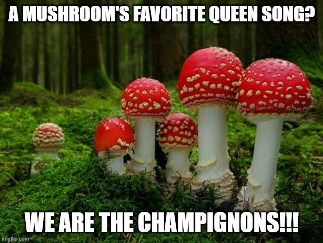 En Francais | A MUSHROOM'S FAVORITE QUEEN SONG? WE ARE THE CHAMPIGNONS!!! | image tagged in mushrooms | made w/ Imgflip meme maker