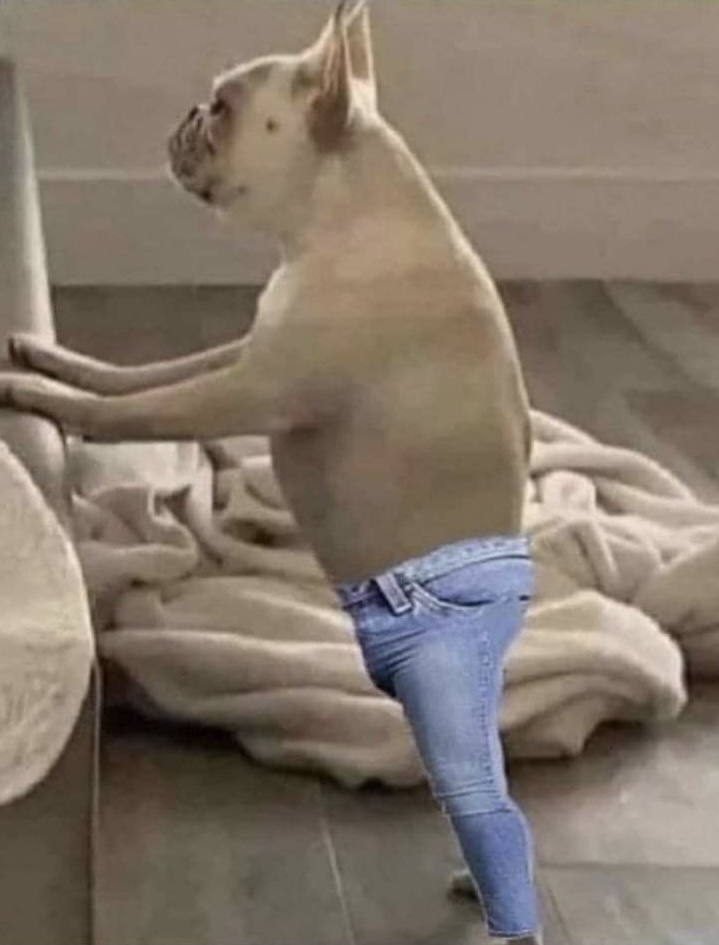 Skinny jeans dog Blank Meme Template