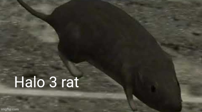rat | Halo 3 rat | image tagged in halo 3 rat,rat | made w/ Imgflip meme maker
