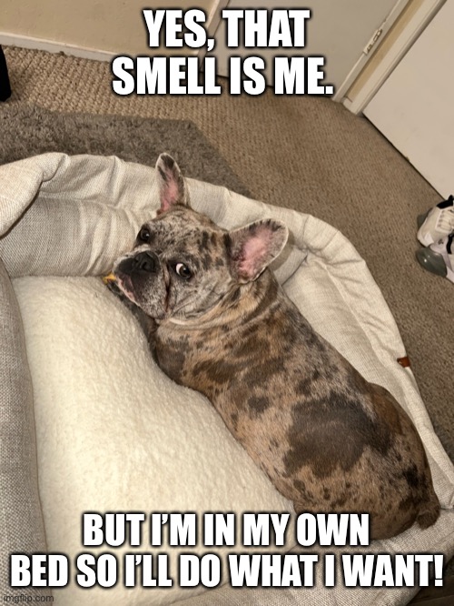 I farted. | YES, THAT SMELL IS ME. BUT I’M IN MY OWN BED SO I’LL DO WHAT I WANT! | image tagged in smelly,dog,gas,bed,french bulldog,fart | made w/ Imgflip meme maker