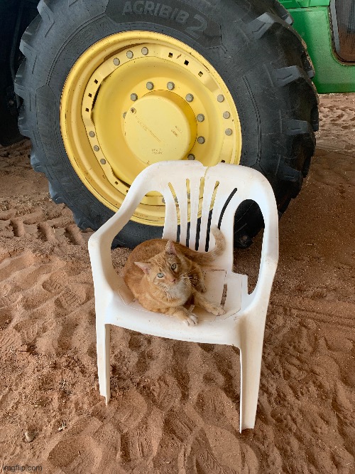 Friggin barn cat. | image tagged in mod note,instant chinese food | made w/ Imgflip meme maker