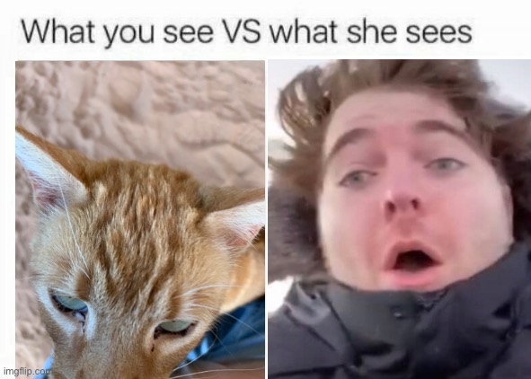 Shane Dawson | image tagged in what you see vs what she sees | made w/ Imgflip meme maker
