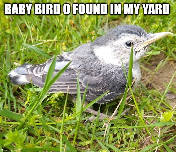 Bird | BABY BIRD O FOUND IN MY YARD | image tagged in bird | made w/ Imgflip meme maker