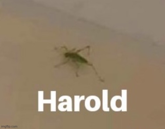 Harold | image tagged in harold | made w/ Imgflip meme maker