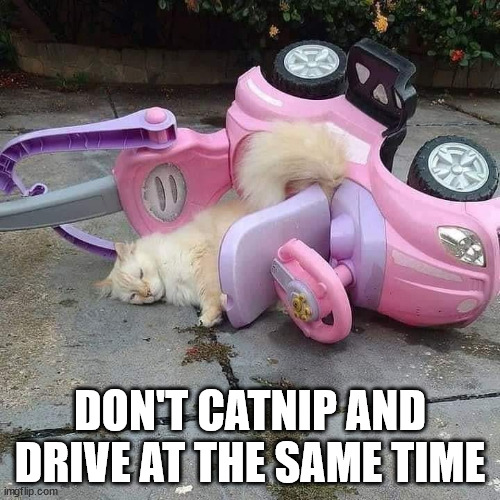 Remember kitties, don't catnip and drive at the same time | DON'T CATNIP AND DRIVE AT THE SAME TIME | image tagged in don't drink and drive,cats,car crash,sleeping cat,nap,don't do drugs | made w/ Imgflip meme maker