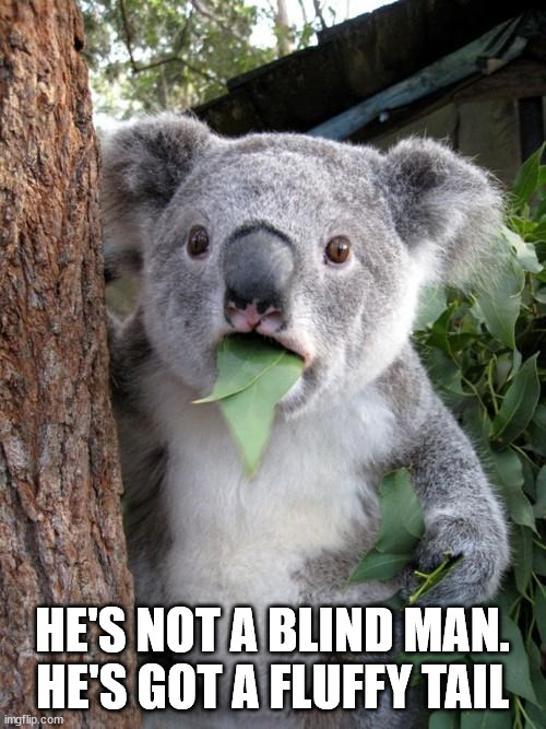 Surprised Koala Meme | HE'S NOT A BLIND MAN.
HE'S GOT A FLUFFY TAIL | image tagged in memes,surprised koala | made w/ Imgflip meme maker