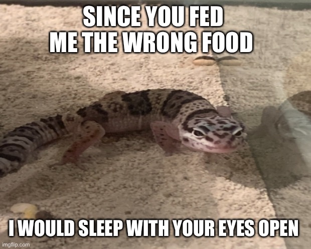 I want my food | SINCE YOU FED ME THE WRONG FOOD; I WOULD SLEEP WITH YOUR EYES OPEN | image tagged in gecko | made w/ Imgflip meme maker