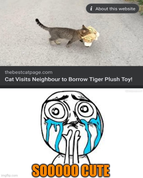I'll let him borrow my old toys | SOOOOO CUTE | image tagged in memes,crying because of cute,cats,tiger,plush | made w/ Imgflip meme maker