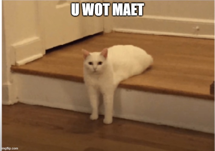 u wot cat | U WOT MAET | image tagged in cats | made w/ Imgflip meme maker