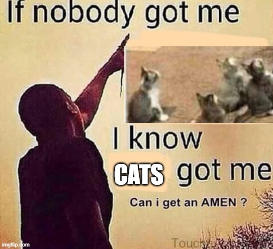 If nobody got me blank | CATS | image tagged in if nobody got me blank | made w/ Imgflip meme maker