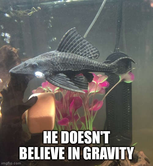 HE DOESN'T BELIEVE IN GRAVITY | made w/ Imgflip meme maker