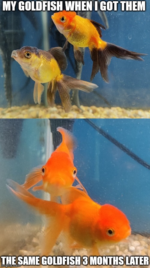 MY GOLDFISH WHEN I GOT THEM; THE SAME GOLDFISH 3 MONTHS LATER | made w/ Imgflip meme maker
