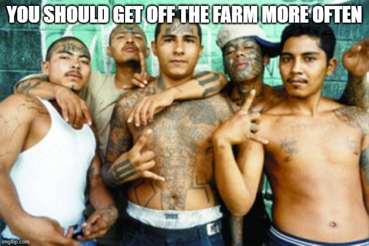 mexican gang members | YOU SHOULD GET OFF THE FARM MORE OFTEN | image tagged in mexican gang members | made w/ Imgflip meme maker