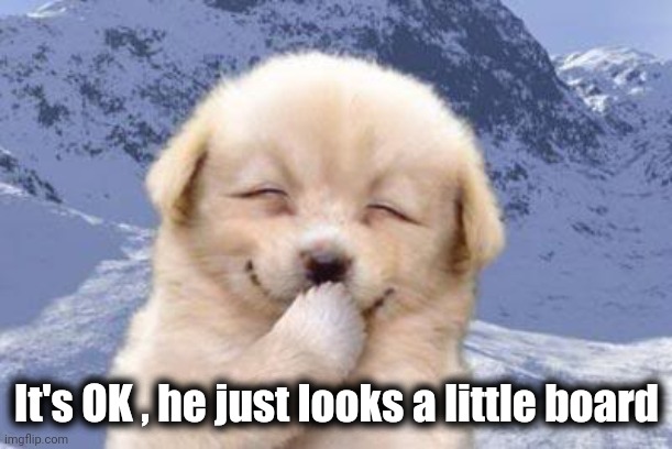 Laughing dog | It's OK , he just looks a little board | image tagged in laughing dog | made w/ Imgflip meme maker