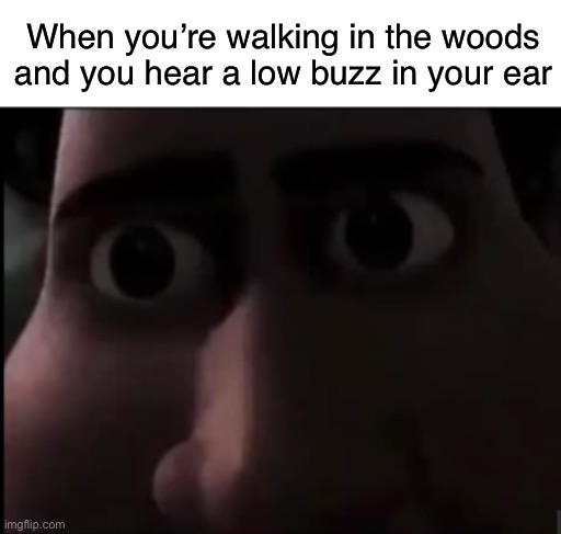 tighten stare | When you’re walking in the woods and you hear a low buzz in your ear | image tagged in tighten stare | made w/ Imgflip meme maker