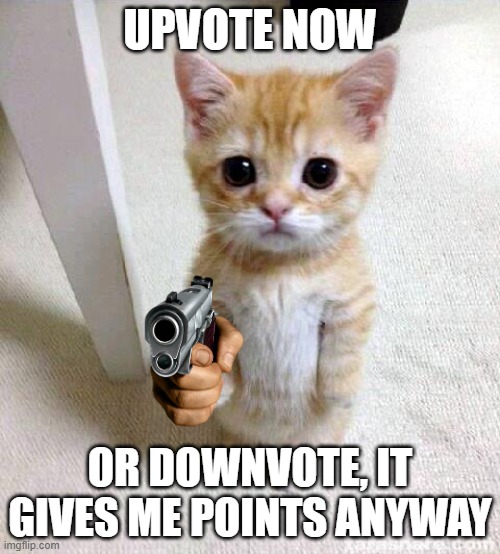 Cute Cat Meme | UPVOTE NOW; OR DOWNVOTE, IT GIVES ME POINTS ANYWAY | image tagged in memes,cute cat | made w/ Imgflip meme maker