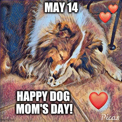 Happy Dog Moms Day | MAY 14; HAPPY DOG 
MOM'S DAY! | image tagged in dog mom,may 14,sheltie | made w/ Imgflip meme maker