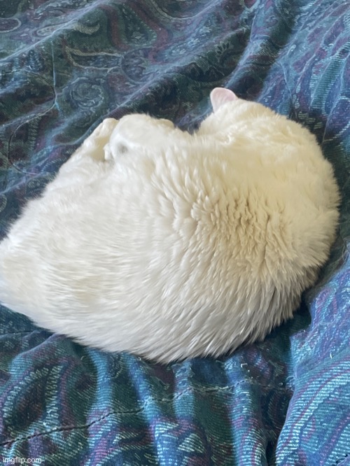 Feline > | made w/ Imgflip meme maker