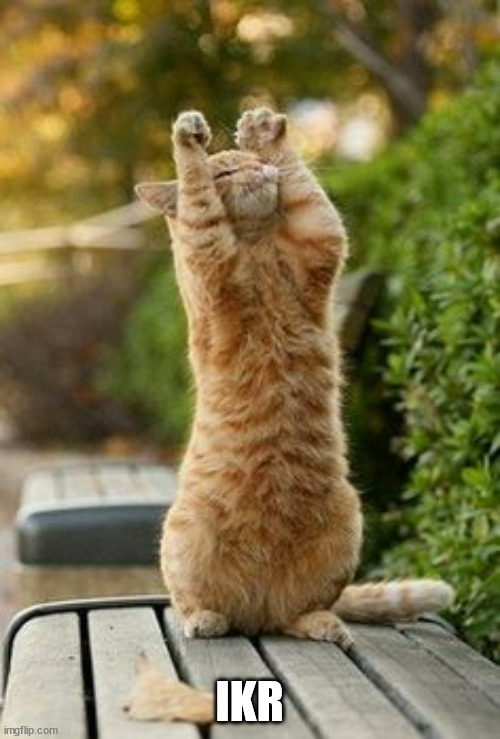 High-Five Cat | IKR | image tagged in high-five cat | made w/ Imgflip meme maker