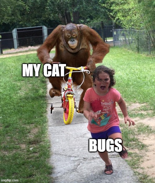 Cats | MY CAT; BUGS | image tagged in orangutan chasing girl on a tricycle | made w/ Imgflip meme maker