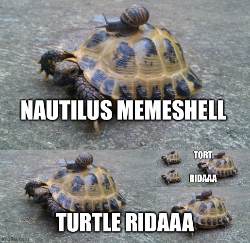 I have abused the ‘add image’ button | NAUTILUS MEMESHELL; TURTLE RIDAAA | image tagged in snail riding turtle,ride,harder | made w/ Imgflip meme maker