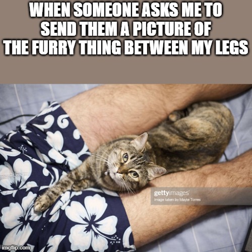 The Furry Thing Between My Legs | WHEN SOMEONE ASKS ME TO SEND THEM A PICTURE OF THE FURRY THING BETWEEN MY LEGS | image tagged in between my legs,cat,legs,hairy,funny,memes | made w/ Imgflip meme maker